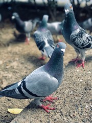 pigeons on the street