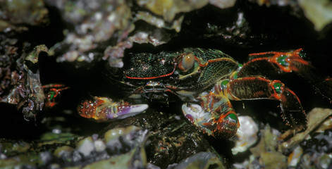 Crab hiding