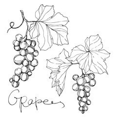 Fototapeta premium Vector Grape berry healthy food. Black and white engraved ink art. Isolated grape illustration element.