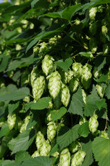 Wild green hops (Humulus lupulus) in a forest near Kyiv, Ukraine. Closeup shot
