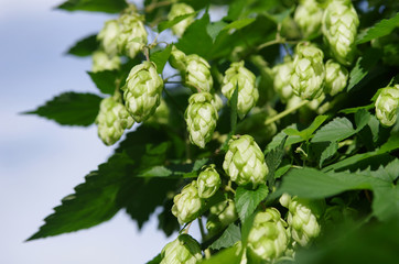 Wild green hops (Humulus lupulus) in a forest near Kyiv, Ukraine. Closeup shot against blue sky