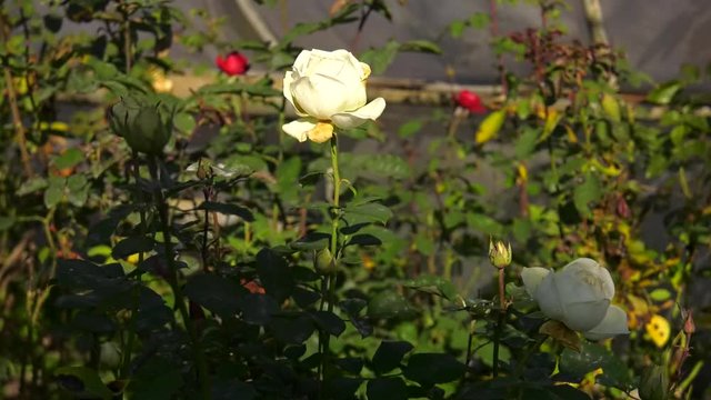White rose in the garden. Natural white rose flower close up on green bush