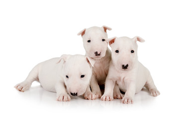 Three purebred white  Miniature Bull Terrier puppies - obrazy, fototapety, plakaty