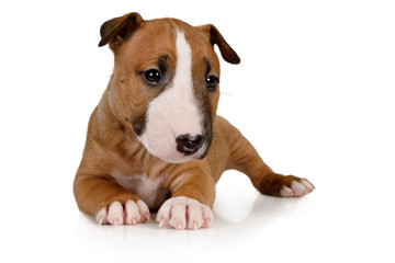Funny brown Miniature Bull Terrier puppy lying on a white background
