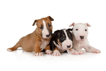 Three puppies brother Miniature Bull Terrier of different colors