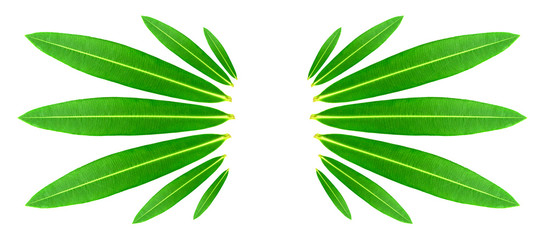Green leaves isolated on white background. Group of Oleander flowers leaves in sun ray shaped or bird wing shaped.