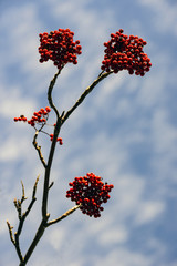 red berries of viburnum on branch of tree, nacka sweden, stockholm, sverige
