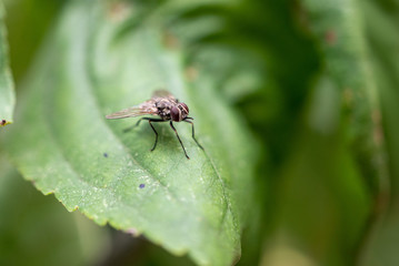Fototapeta premium the fly