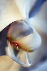 orchide , sweden,svergie, stockholm, nacka flower on black background