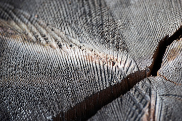 closeup of ytree  texture, nacka sweden, stockholm, sverige