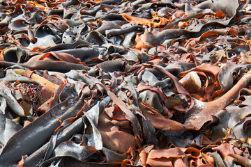 Bull Kelp growing in north West Tasmania