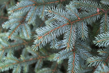 Naklejka na ściany i meble blue spruce branches, background for new year card