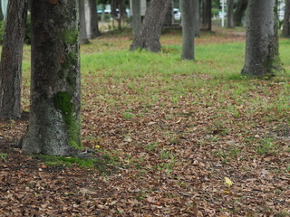 落ち葉の目立つ秋の森