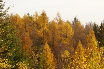 Gelbe Herbstbäume im Wald