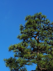 松の大木と青空