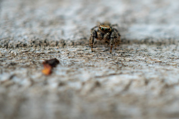jumping spider
