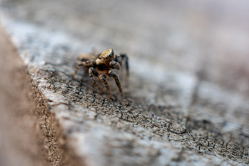 jumping spider