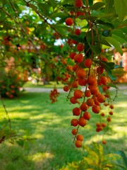 berries on a branch