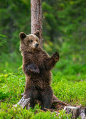 Brown bear stands near a tree in funny poses against the background of the forest. Summer. Finland.