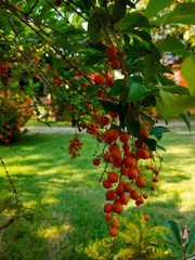 Fototapeta na wymiar red berries of viburnum on a branch