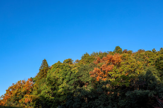京都ぶらり、鷹峯あたりで紅葉黄葉カキ © Yasuhiro Miyamoto