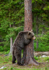 Brown bear stands near a tree in funny poses against the background of the forest. Summer. Finland.