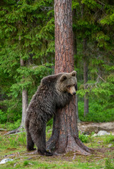 Fototapeta premium Brown bear stands near a tree in funny poses against the background of the forest. Summer. Finland.