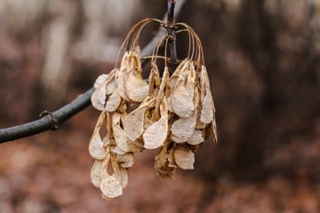 christmas tree decoration on wooden background