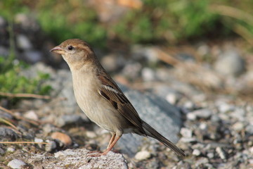 Passerotto