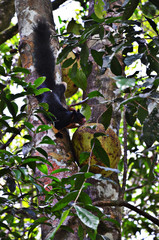 Giant Squarrel - (Sri-Lanka-Riesenhörnchen) - Bild 2/4