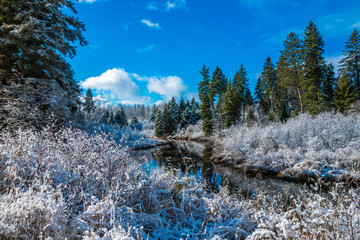 Fresh snow covers the forest surrounding a creek not yet frozen in Northwest Ontario, Canada.