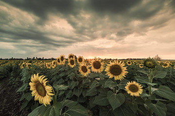 Farmland view with sunflowers field