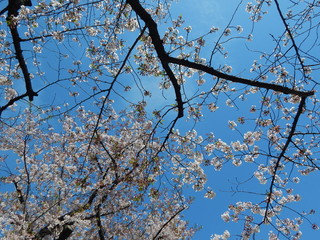 Cherry blossoms tree and blue sky in Japan