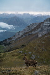 Goat in front of Panorama view of mountains scene from top Pilatus Kulm in Lucerne