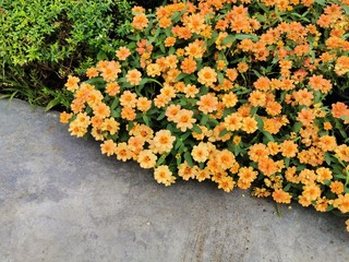 colorful flowers in the garden