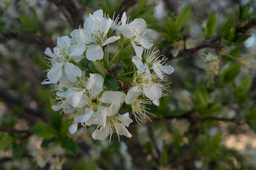 Plum tree blooming in the southwest.
