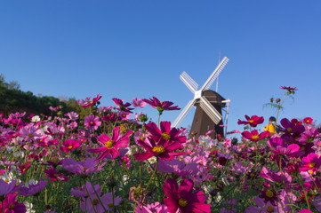 Cosmos field on a windmill hill in Tsurumi Ryokuchi.