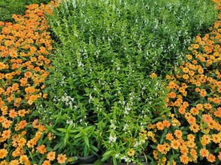 colorful flowers in the garden