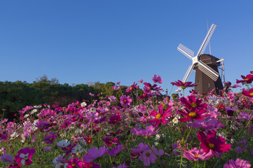 Cosmos field on a windmill hill in Tsurumi Ryokuchi.