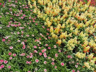 colorful flowers in the garden