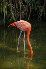 An American Flamingo (Phoenicopterus ruber)