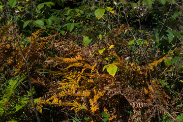 Alto Adige Autumn sunny day nature outdoor