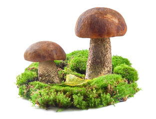 Boletus mushrooms on the moss schizolated