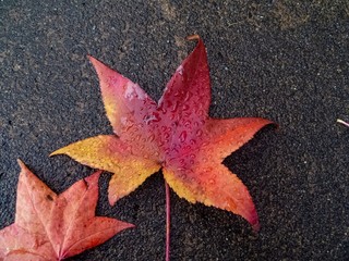 autumn leaves on black background