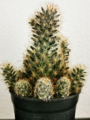 cactus in pot isolated on white background