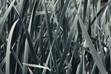 Cattail (typha) leaf blades. Processed for moody monochrome and cold dark tones. Closeup shot