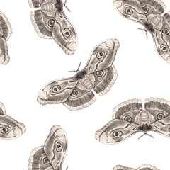 Beautiful vector moth butterfly seamless pattern. Ready print. White background