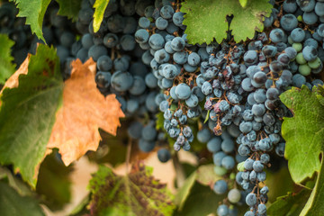 Uvas - cabernet sauvignon
