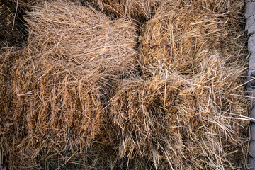 Harvesting hay for the winter for Pets in the barn.