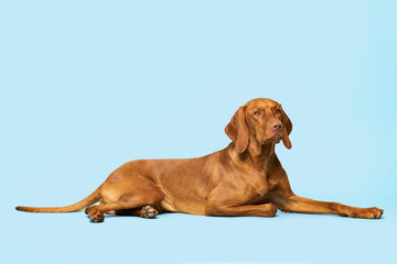 Beautiful hungarian vizsla full body studio portrait. Dog lying down and looking at camera over pastel blue background.